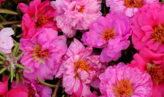哪些树开的花是粉色的 粉色的花有哪些